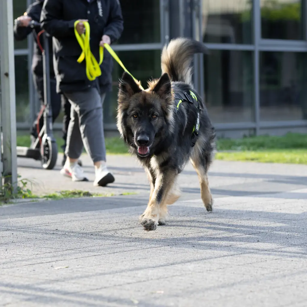 Ein mittelgroßer, zweifarbiger Hund läuft konzentriert auf einem Gehweg und führt Mantrailing aus. Die Umgebung ist urban und modern.