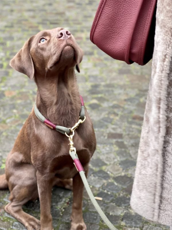 Erwachsene Hunde