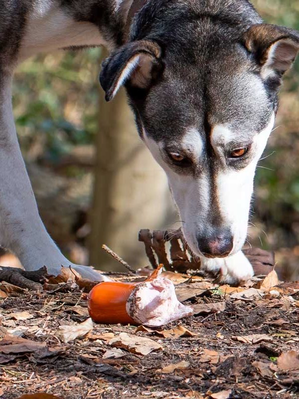 Anti-Giftköder-Training