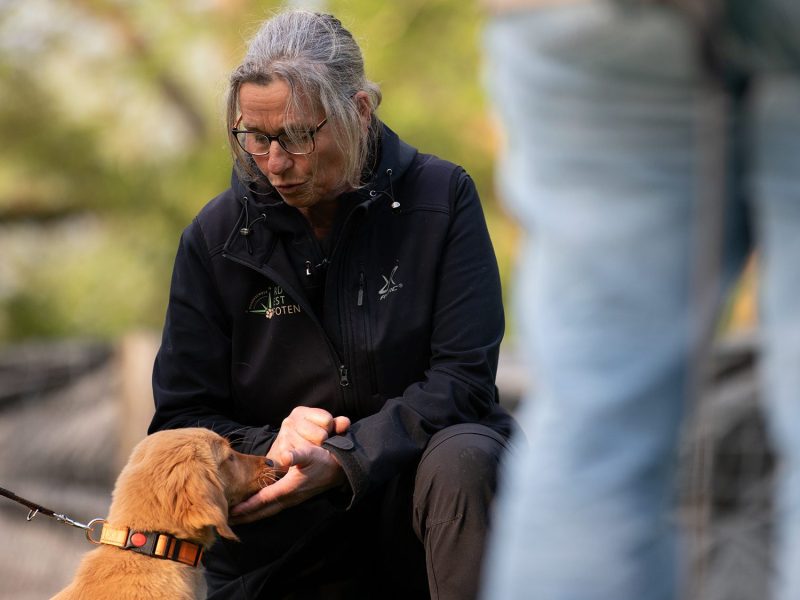 Hundetrainerin Britta beugt sich zu einem Goldenretrieverwelpen. Sie trägt eine schwarze Jacke und hat graue Haare im Zopf. Der Welpe sitzt aufmerksam vor ihr, während sie ihm die Hand entgegenstreckt. Im Hintergrund sind unscharfe natürliche Elemente und eine Person in hellblauen Jeans zu sehen.