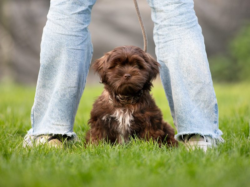 Ein kleiner, brauner ShiTzu-Malteser Welpe sitzt auf dem Gras in der Welpenschule der Hundeschule NordWestPfoten. Der Welpe hat flauschiges Fell und schaut aufmerksam. Vor ihm steht eine Person in hellen Jeans und Sneakers mit einer Leine in der Hand. Der Hintergrund ist unscharf und zeigt einige Bäume und Sträucher in einer natürlichen Umgebung.