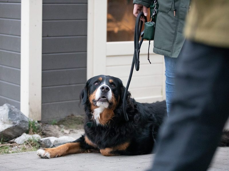 Ein schwarzer Hund schaut direkt nach oben, während das Bein einer Person im Vordergrund zu sehen ist. Er befindet sich gerade im Training für erwachsene Hunde.