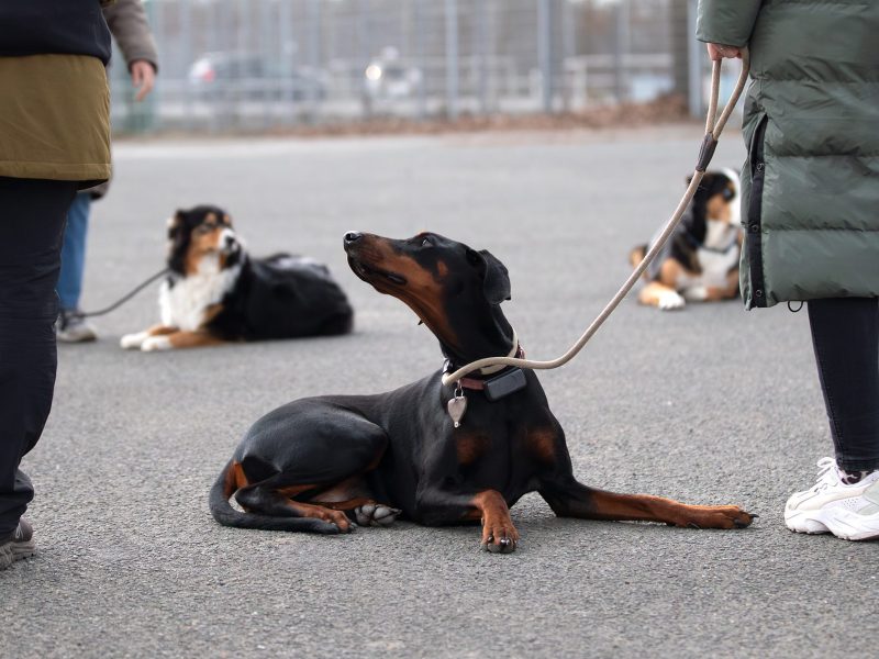 Ein schwarzer und brauner Hund liegt entspannt auf einem asphaltierten Platz, während zwei Personen in der Nähe stehen. Im Hintergrund sind weitere Hunde zu sehen, die ebenfalls liegen. Die Szene vermittelt eine ruhige und freundliche Atmosphäre während eines Hundetrainings.