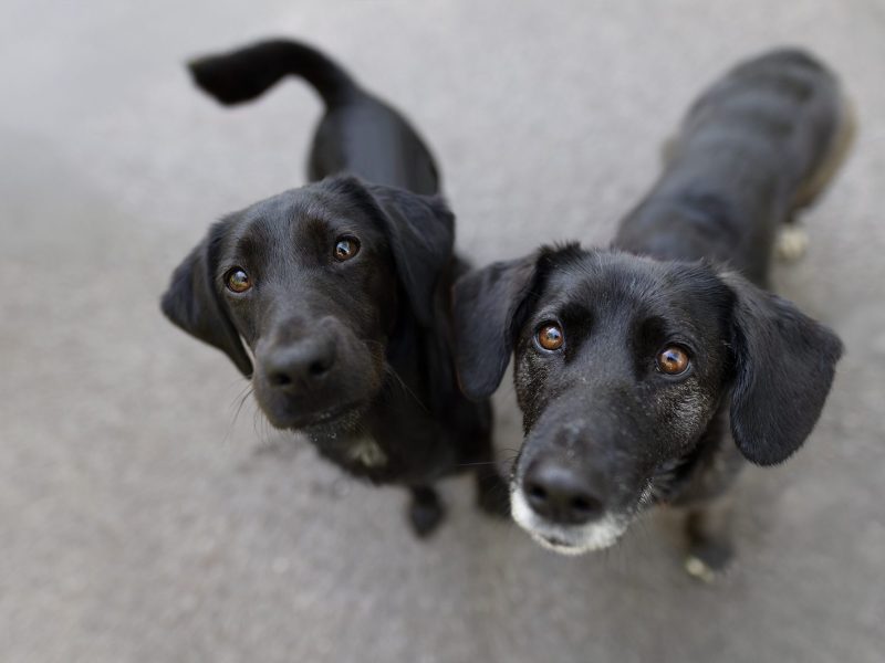 Zwei schwarze Hunde stehen nebeneinander und schauen neugierig in die Kamera, einer mit glänzendem Fell und der andere mit grauen Haaren.