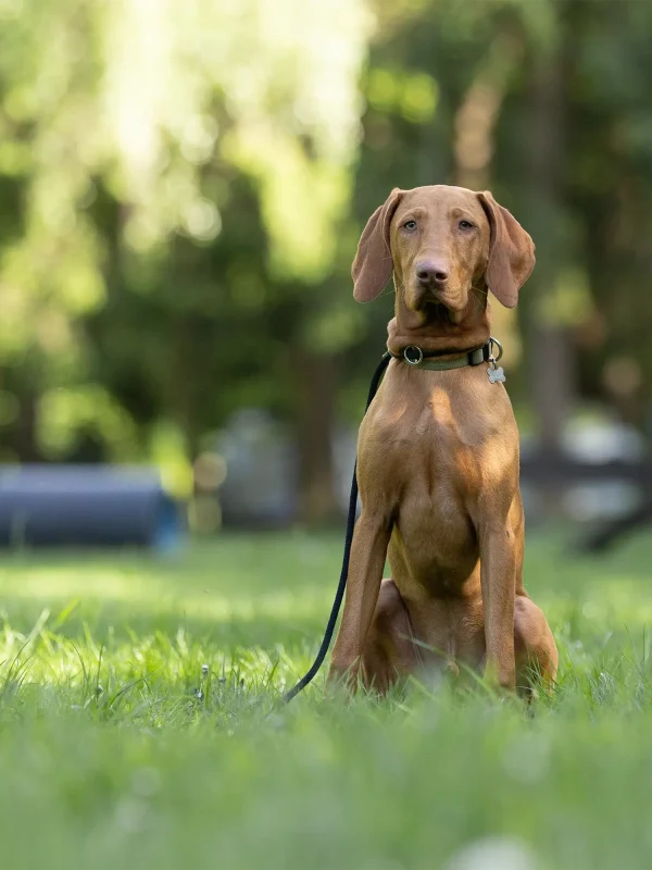 hundeschule-nordwestpfoten-erziehung-junghund-pubertaet-muenster-senden-everswinkel Junghund mit rötlichem Fell sitzt auf einer Wiese und schaut direkt in die Kamera. Der Hintergrund zeigt unscharfe grüne Bäume und Trainingsgeräte.