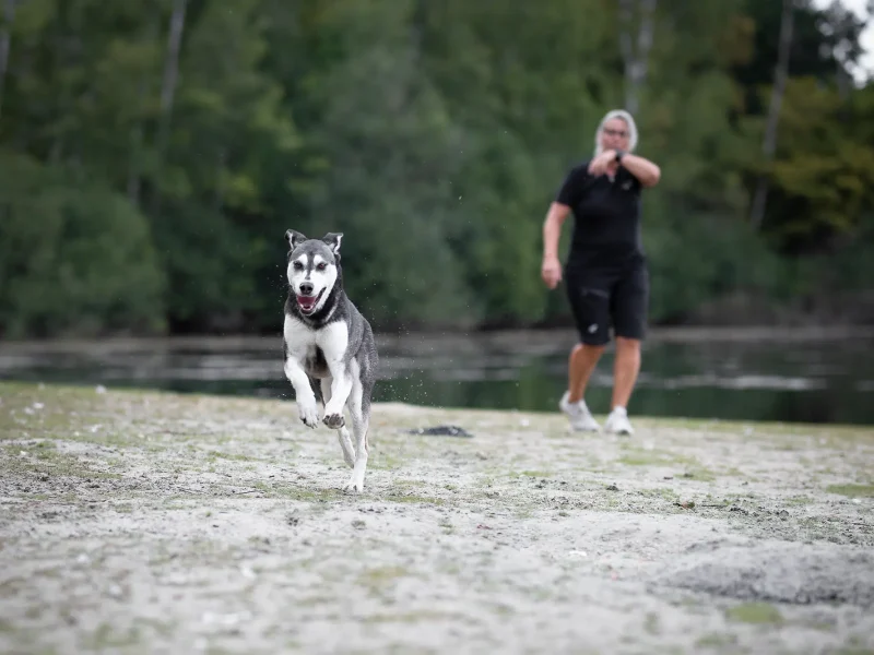 Ein grauer und weißer Hund läuft fröhlich über einen sandigen Boden zu seiner Hundetrainerin, die im Hintergrund Jagdkontrolltraining durchführt.