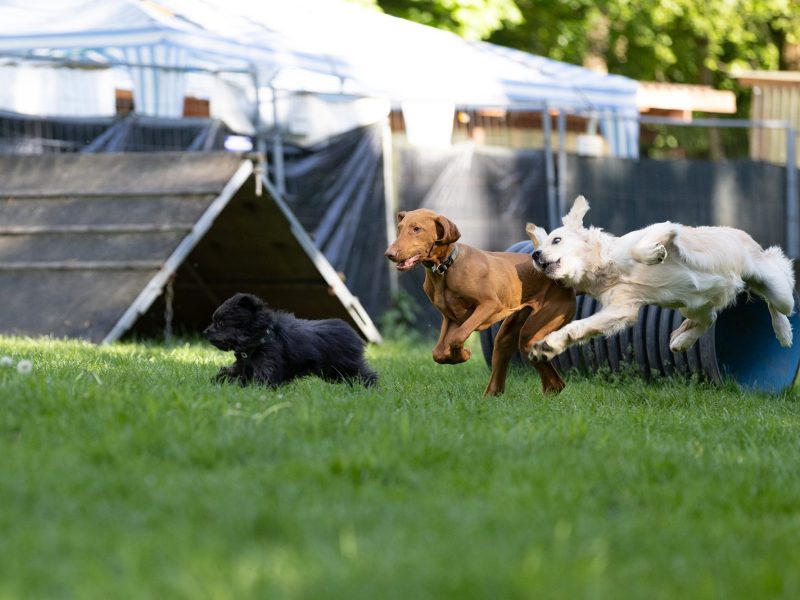 hundeschule-nordwestpfoten-junghunde-hunde-beim-spielen-hiltrup-muenster-senden-everswinkel Drei Junghunde spielen auf der Wiese in der Hundeschule NordwestPfoten.