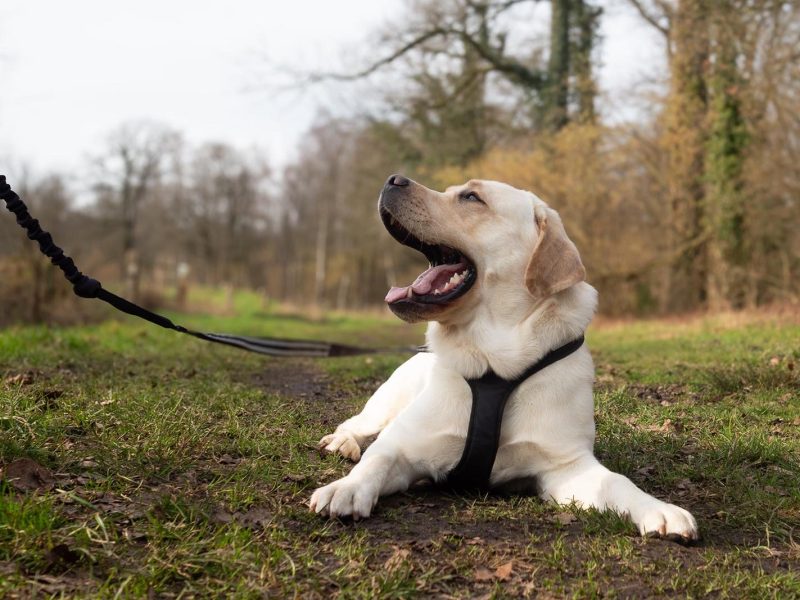 Hundetraining im Münsterland