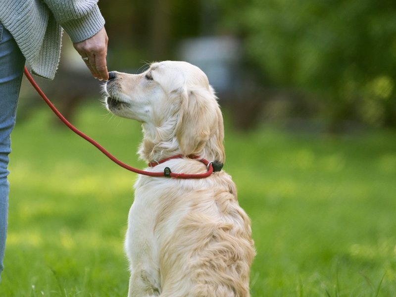 Golden Retriever sitzt neben seinem Halter in der Hundeschule NordwestPfoten