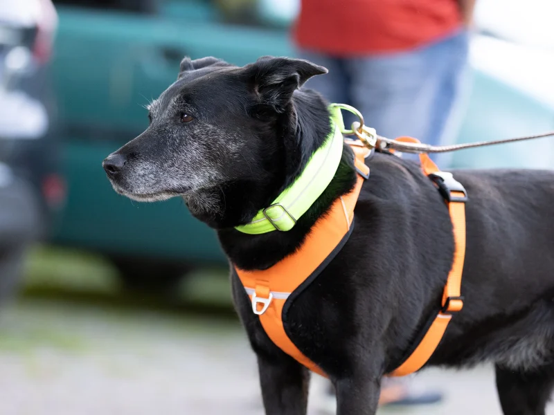Ein älterer schwarzer Hund mit grauem Fell steht an einer Leine und schaut aufmerksam in die Ferne. Er trägt ein leuchtend oranges Geschirr sowie ein grünes Halsband, das seine Sichtbarkeit erhöht. Im Hintergrund sind verschwommen Autos zu sehen, was auf eine Trainingsumgebung hindeutet. Der Hund strahlt Ruhe und Aufmerksamkeit aus, während er auf seinen Einsatz beim Mantrailing wartet.