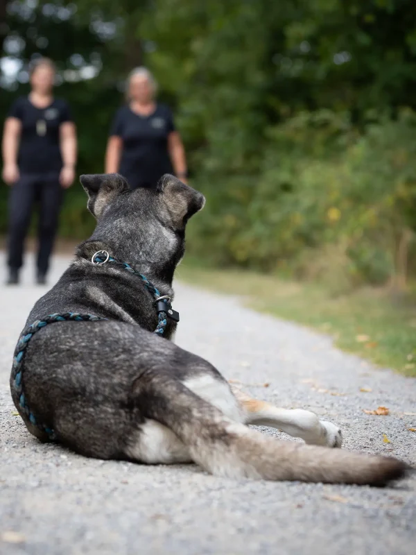 hundeschule-nordwestpfoten-muenster-senden-everswinkel-britta-tamara-erwachsene-hunde Erwachsener Hund mit grau-schwarz gestromtem Fell liegt auf einem Schotterweg und blickt zurück zu zwei unscharfen Trainerinnen im Hintergrund. Der Hund trägt eine Retriever-Leine und die Umgebung ist von grünen Bäumen umgeben.