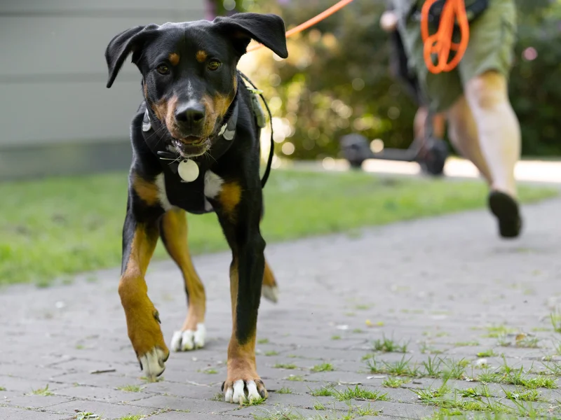 Aktiver schwarzer Hund mit braunen Abzeichen beim Mantrailing-Training in Münster.