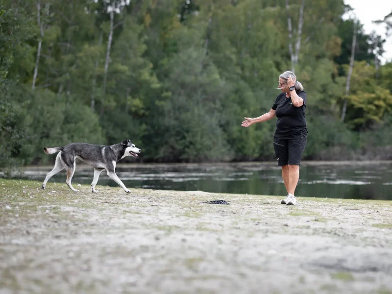 Eine Hundetrainerin steht am Ufer eines Gewässers und ruft einen grauen und weißen Hund zu sich, während sie Jagdkontrolltraining durchführt.