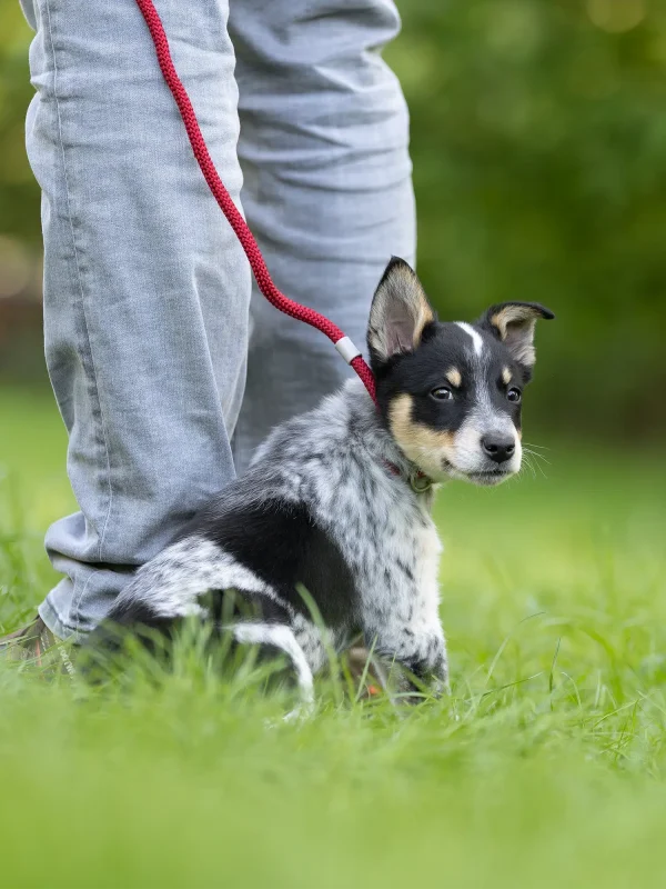 hundeschule-nordwestpfoten-welpen-welpenschule-erziehung-muenster-senden-everswinkel Welpe in der Welpenschule, sitzt auf grünem Gras und schaut zur Seite. Eine Person in grauen Jeans steht daneben und hält eine rote Leine.
